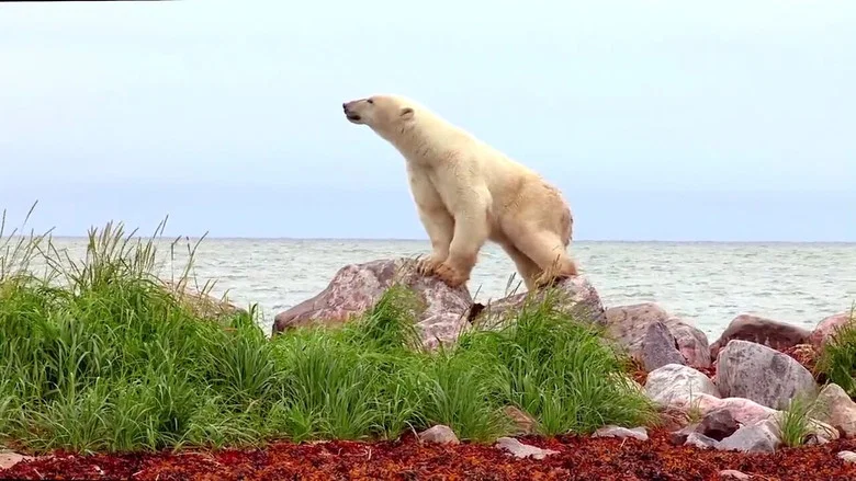 Polar Bears: A Summer Odyssey screenshot 1