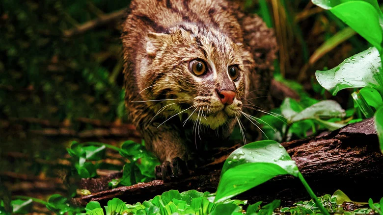 Thailand's Wild Cats screenshot 4