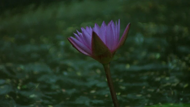 Monsoon Wedding screenshot 8
