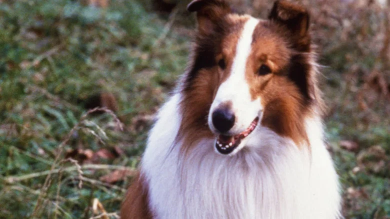 Lassie screenshot 4