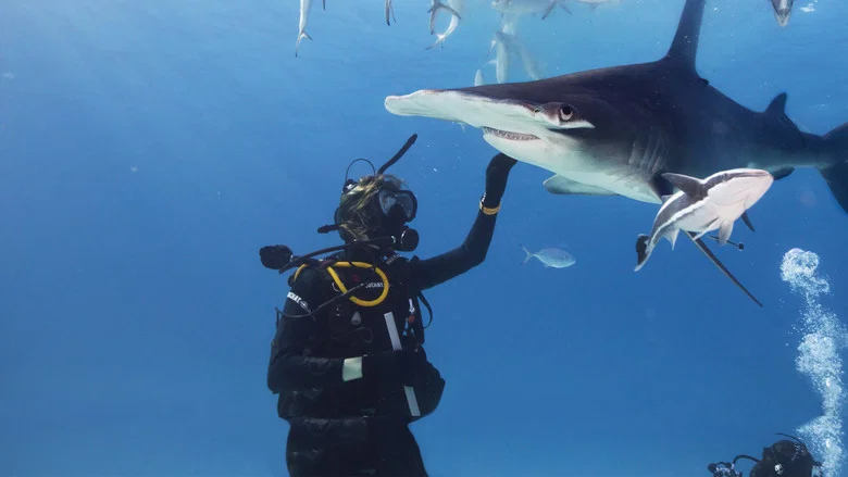 Shark Gangs screenshot 3