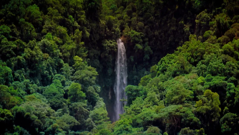 Tropical Rainforest screenshot 3