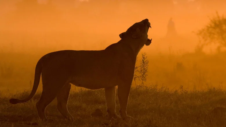 The Last Lions screenshot 6