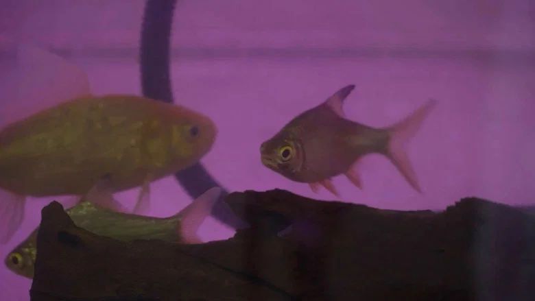 Migrant Fish screenshot 1