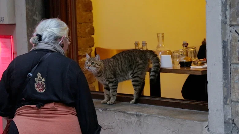 Kedi screenshot 6