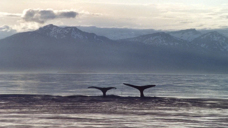 A Life Among Whales screenshot 1