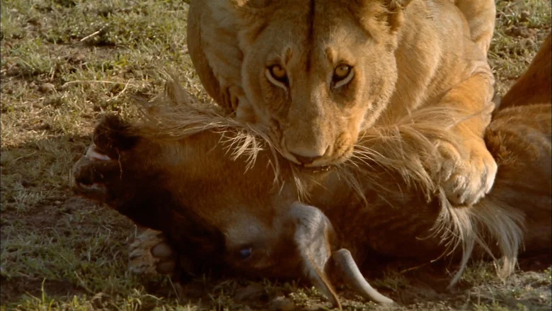 Africa: The Serengeti screenshot 3