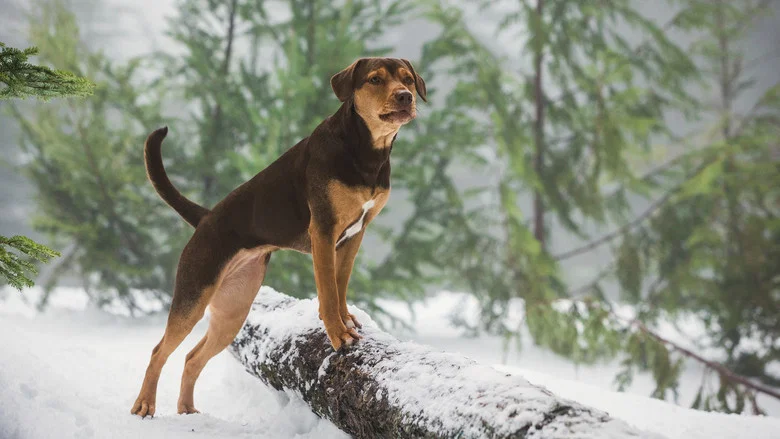 A Dog's Way Home screenshot 2