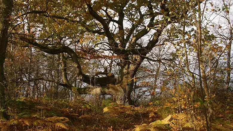 Ostseeparadies Rügen screenshot 3