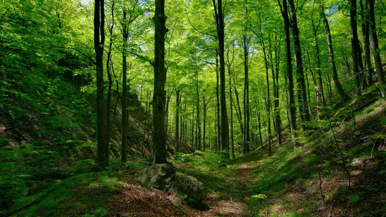 Untamed Romania screenshot 8