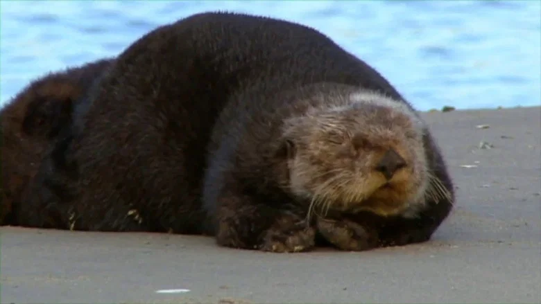 Threatened: The Controversial Struggle of the Southern Sea Otter screenshot 2