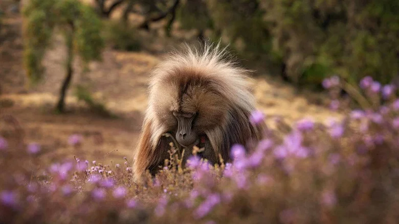 Baboon King screenshot 1