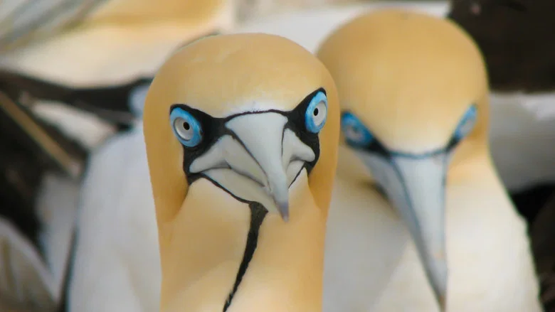Gannets: The Wrong Side of the Run screenshot 3