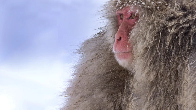 Wild Japan: Snow Monkeys screenshot 2