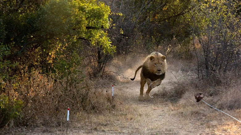 Man V. Lion screenshot 5