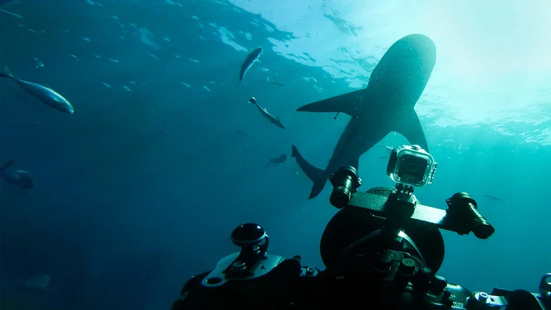 World's Biggest Bull Shark? screenshot 2