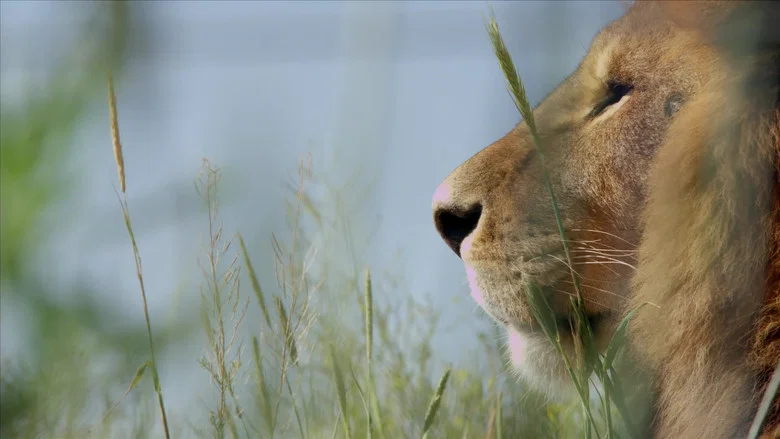 Lion Ark screenshot 3