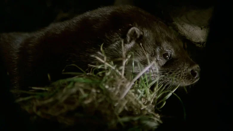 Tarka the Otter screenshot 2