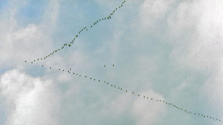 The Emigrants screenshot 6