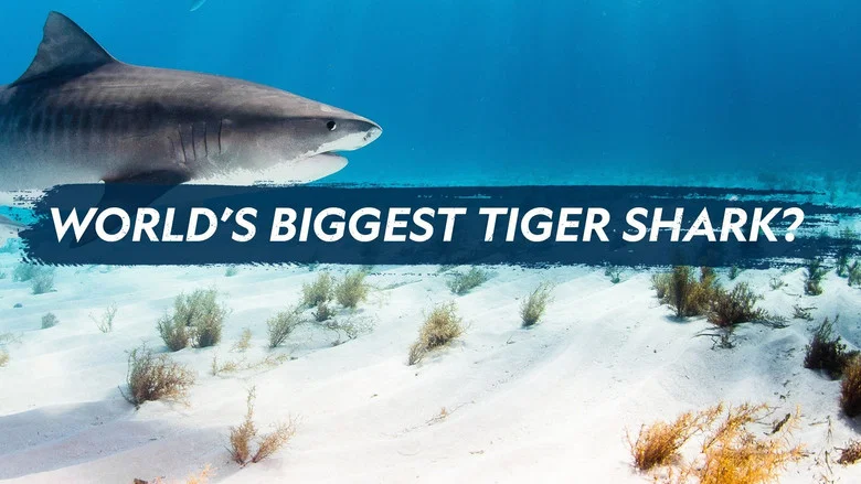 World's Biggest Tiger Shark screenshot 3