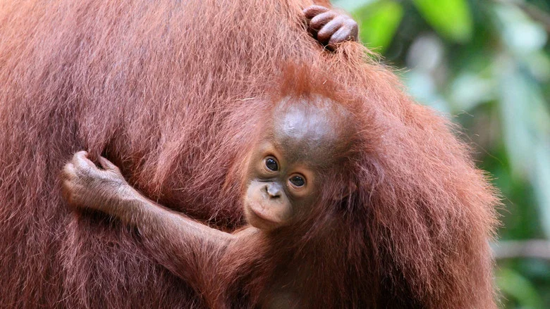 Orang Utans - Keepers of the Jungle screenshot 3