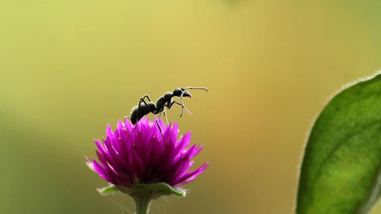 Fabulous Insects - Ants screenshot 3