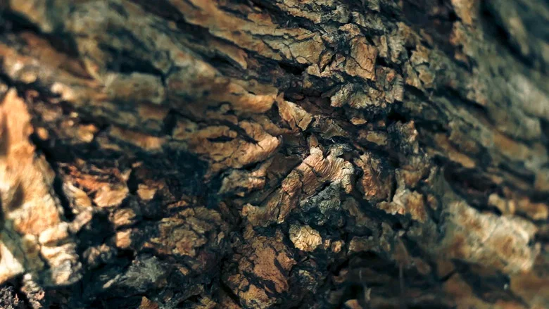 Memories of a Mesquite screenshot 1