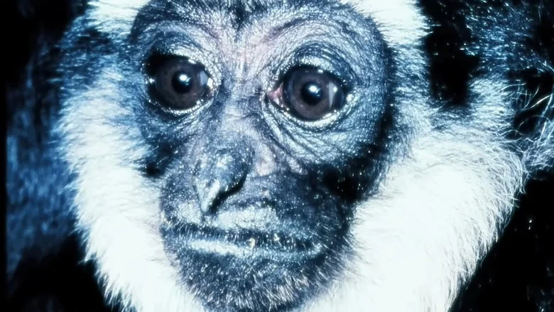 Gibbons: The Forgotten Apes In Peril screenshot 1