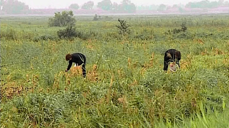 The Gleaners and I screenshot 7