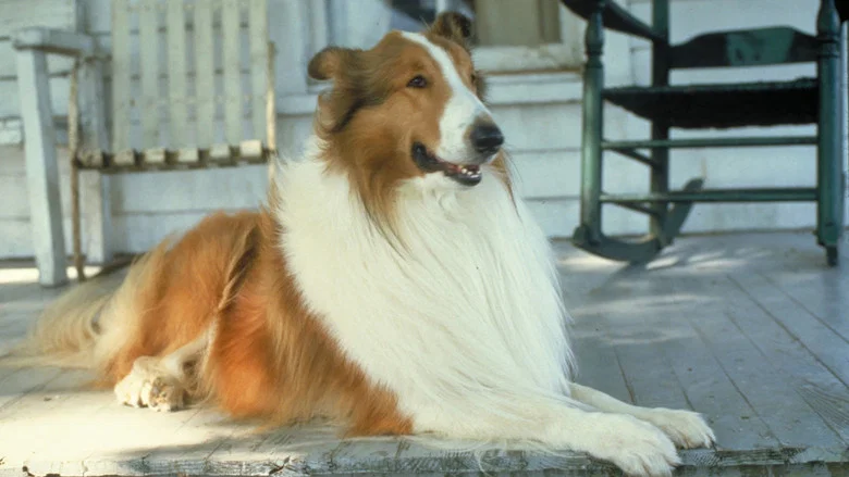 Lassie screenshot 6