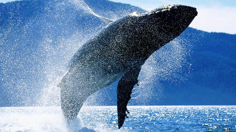 Whales: An Unforgettable Journey screenshot 1