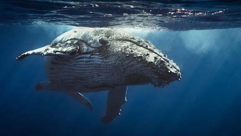 Oceans screenshot 1
