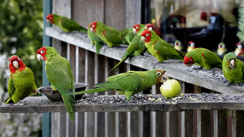 The Wild Parrots of Telegraph Hill screenshot 6