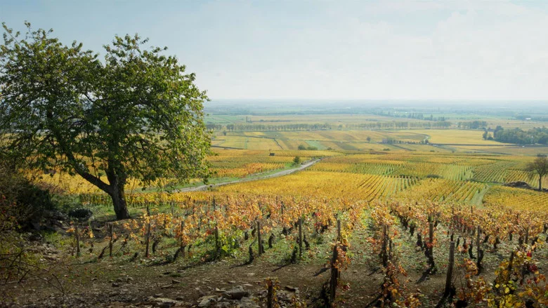 Back to Burgundy screenshot 8