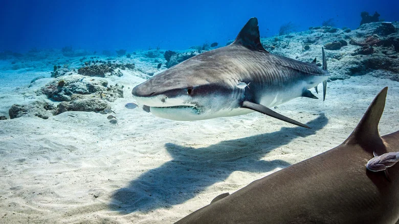 Dolphin Reef screenshot 4
