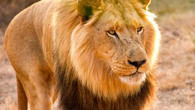Man V. Lion screenshot 6