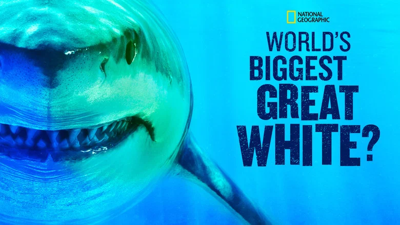 World's Biggest Great White? screenshot 4