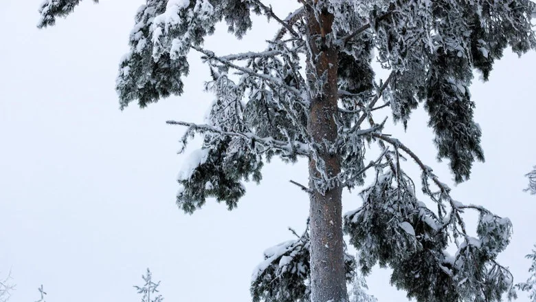 Tuorås Dalska screenshot 2