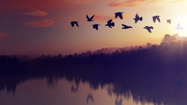 Planet of the Birds screenshot 3
