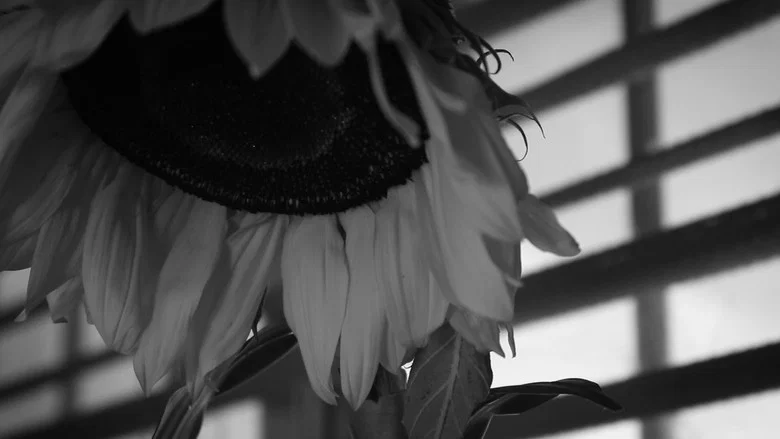 How to Water a Sunflower screenshot 1