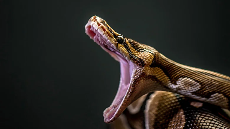 Man-Eating Super Snake screenshot 1