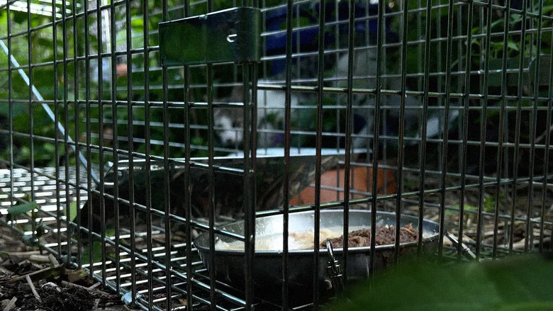 New York Cat Crisis screenshot 3