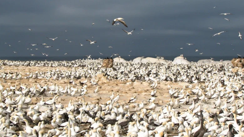 Gannets: The Wrong Side of the Run screenshot 4