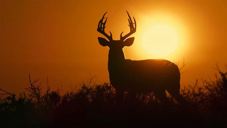 Deep in the Heart: A Texas Wildlife Story screenshot 2