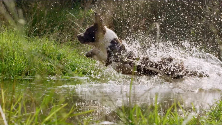 The Secret Life of Dogs screenshot 1