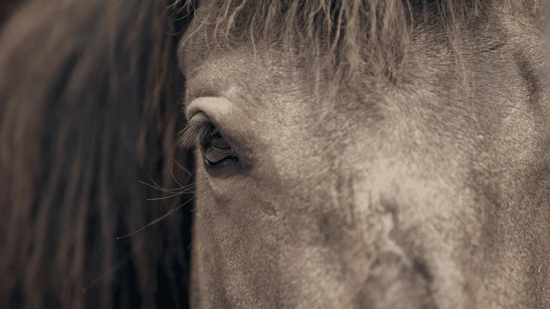 For the Love of the Mustang screenshot 5