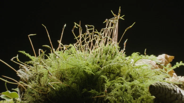 The Magical World of Moss screenshot 4