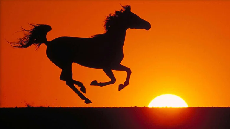 Young Black Stallion screenshot 5