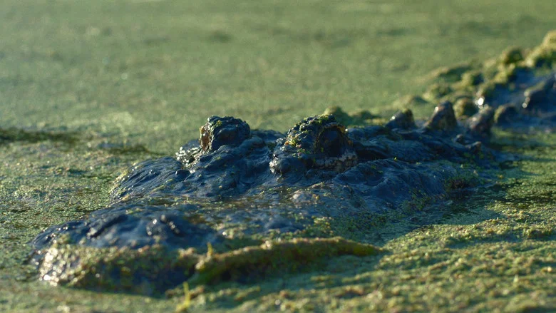 Gator Lake screenshot 3