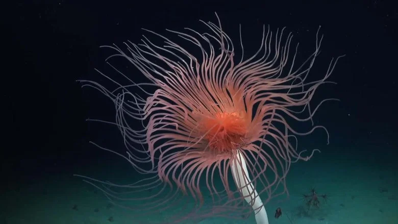 Deep sea exploration : the last frontiers on Earth screenshot 2